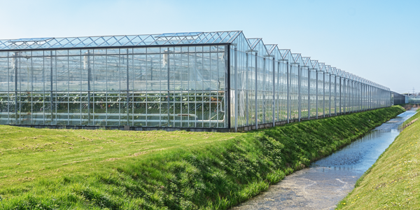 Mushrooms and greenhouses_1.png